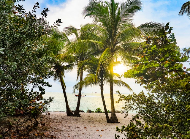 large palm trees