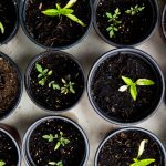 How to start a gardening business?