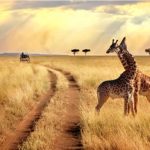 Why You Need to Plan a Safari Vacation This Summer