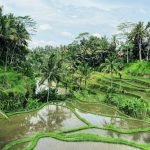 Things to Do in Ubud