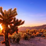 Exploring the Natural Wonders of the Mojave Desert