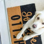 Hassle-Free Pet Access: Finding the Best Dog Door Installers
